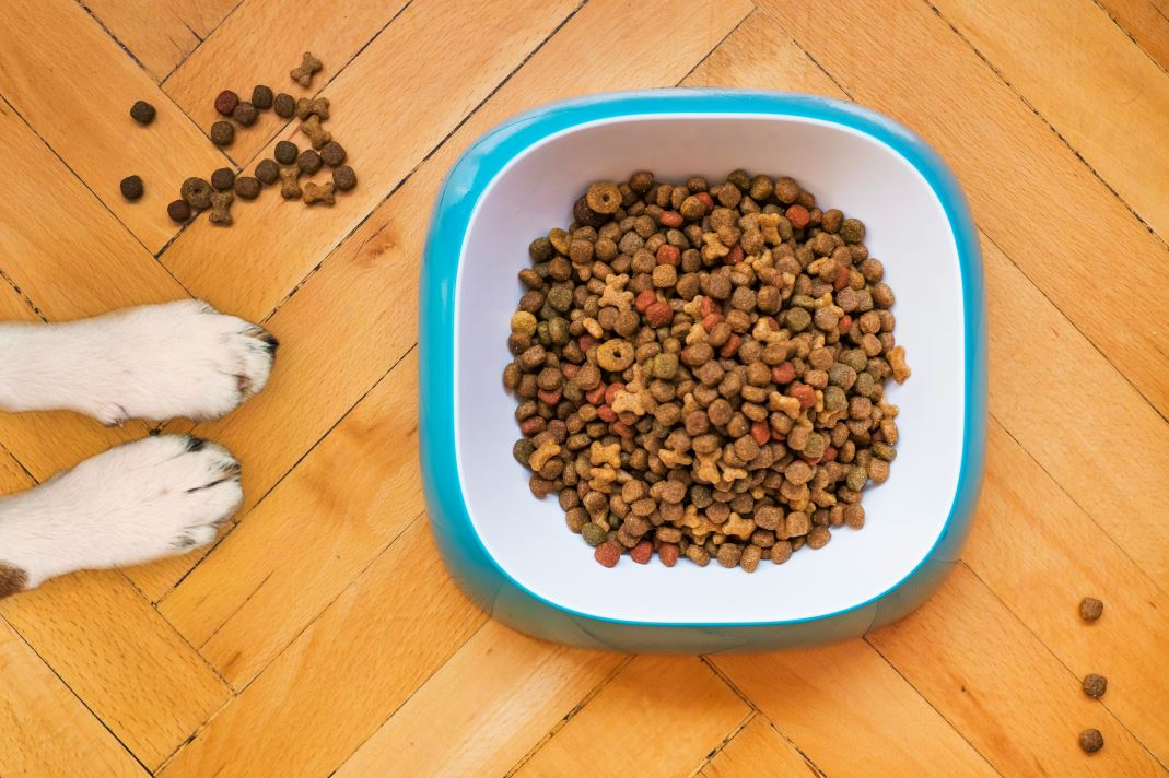 Petfood : un secteur en pleine expansion